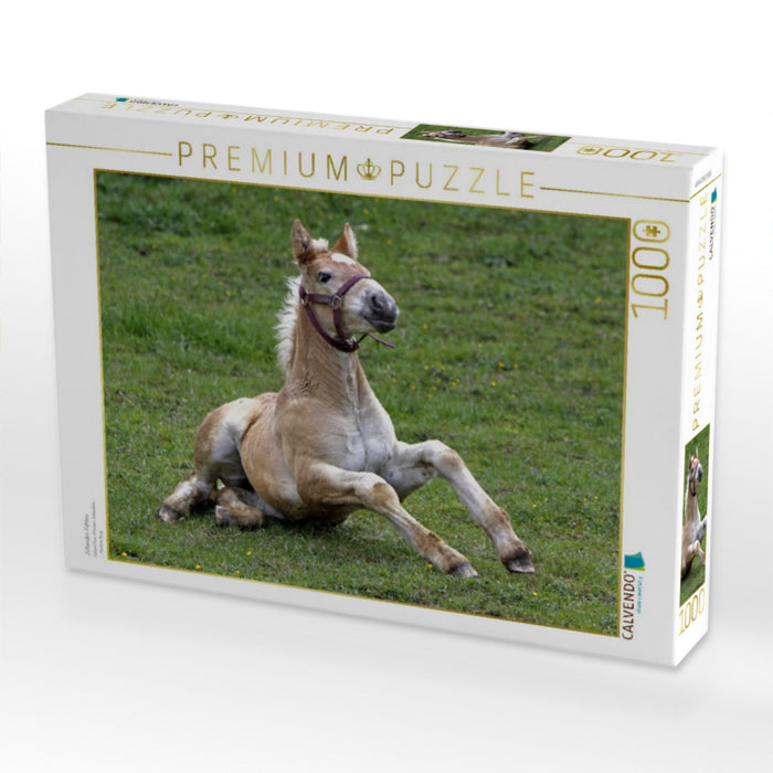 Jütländer-Fohlen - CALVENDO Foto-Puzzle'