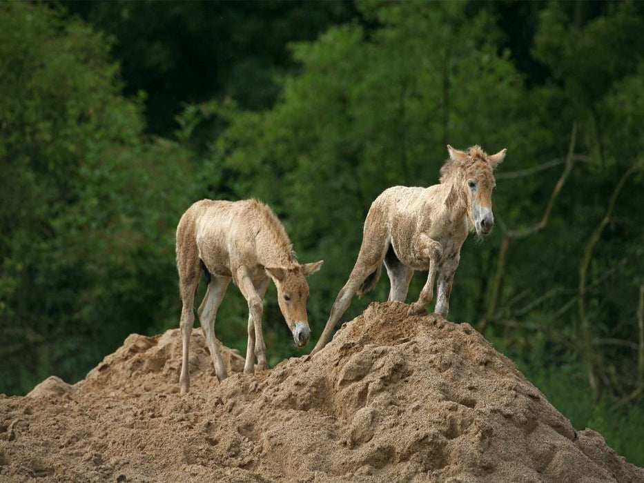Przewalski-Fohlen - CALVENDO Foto-Puzzle'
