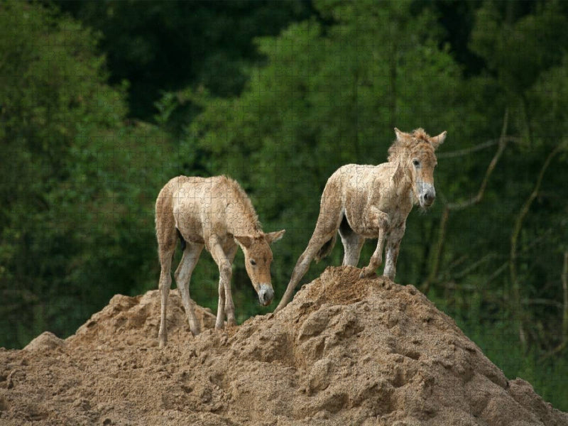 Przewalski-Fohlen - CALVENDO Foto-Puzzle'