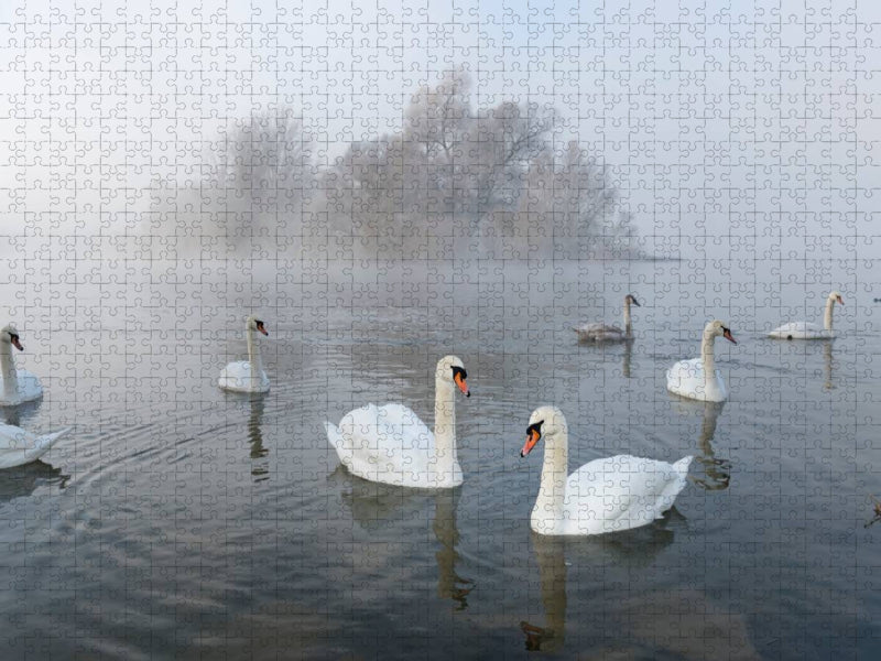 Ein Motiv aus dem Kalender Ein Jahr mit den Schwänen - CALVENDO Foto-Puzzle'