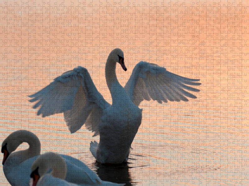 Ein Motiv aus dem Kalender Ein Jahr mit den Schwänen - CALVENDO Foto-Puzzle'
