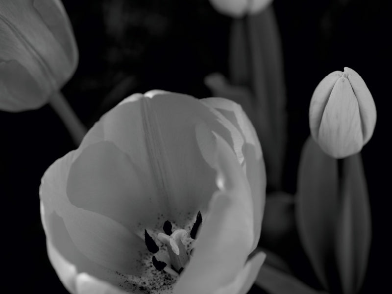 Tulpenblüten in schwarz/weiss 1000 Teile Puzzle quer - CALVENDO Foto-Puzzle'