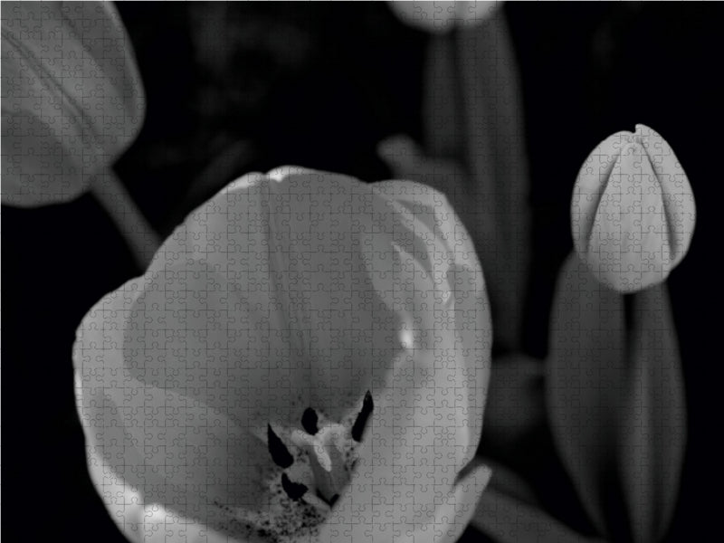Tulpenblüten in schwarz/weiss 1000 Teile Puzzle quer - CALVENDO Foto-Puzzle'