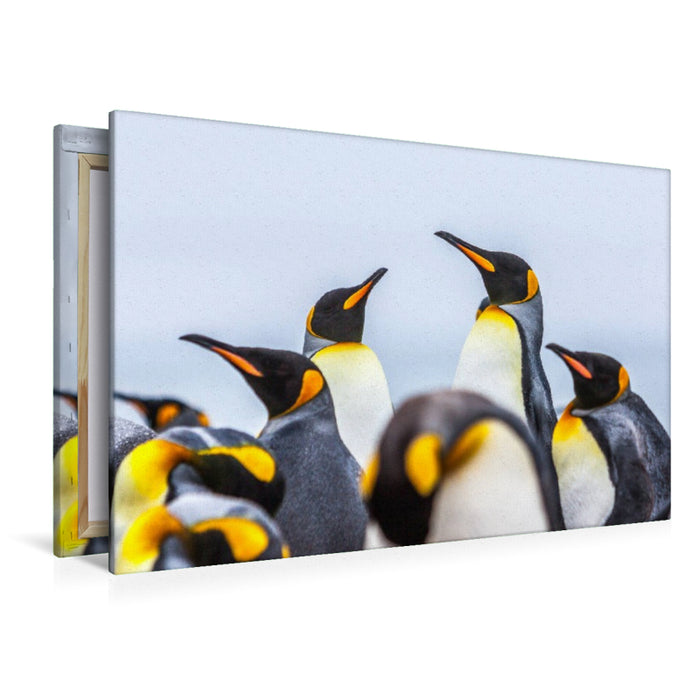 Premium Textil-Leinwand Königspinguine - Zusammenkunft