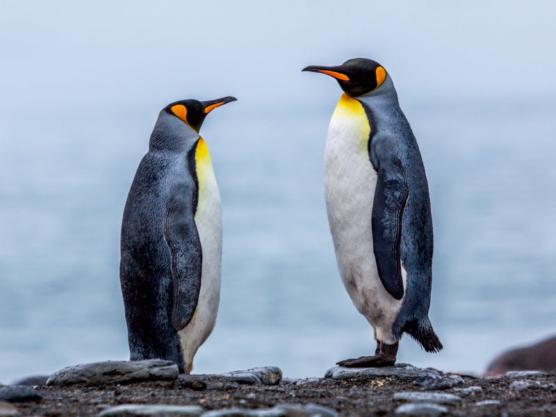 King Penguins - Dialogue II - CALVENDO photo puzzle 