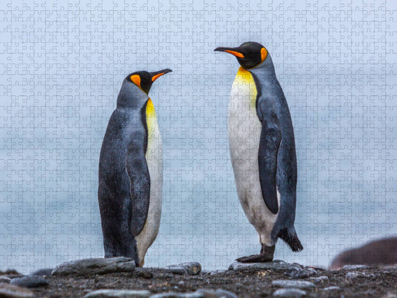 Köngispinguine - Dialog II - CALVENDO Foto-Puzzle'