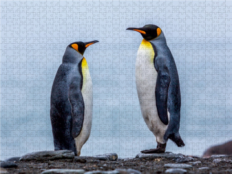 King Penguins - Dialogue II - CALVENDO photo puzzle 