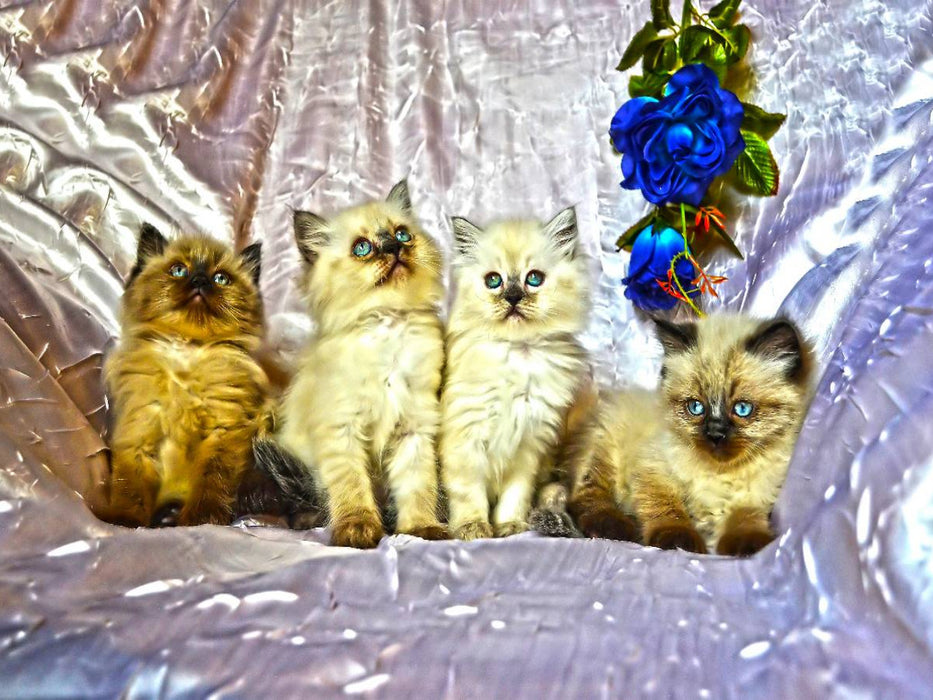 CATS IN HDR - CALVENDO Foto-Puzzle'