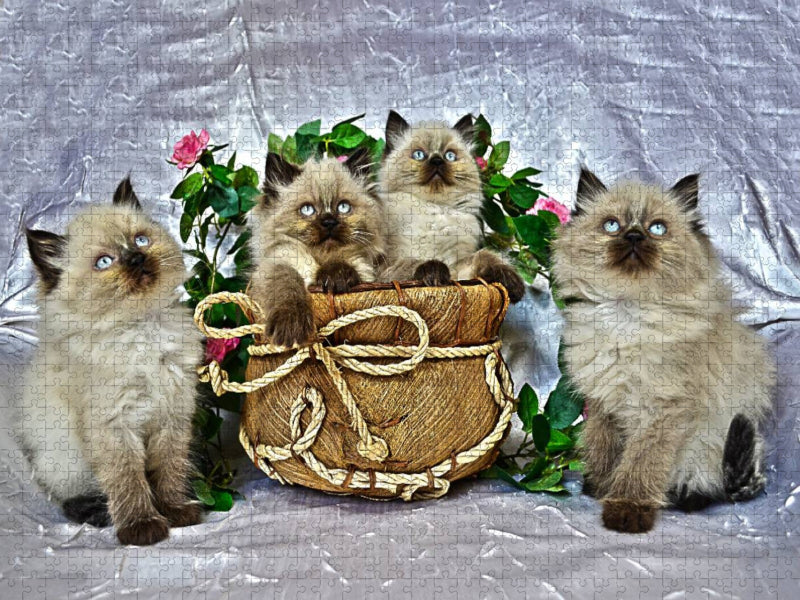 Ein Motiv aus dem Kalender CATS IN HDR - CALVENDO Foto-Puzzle'