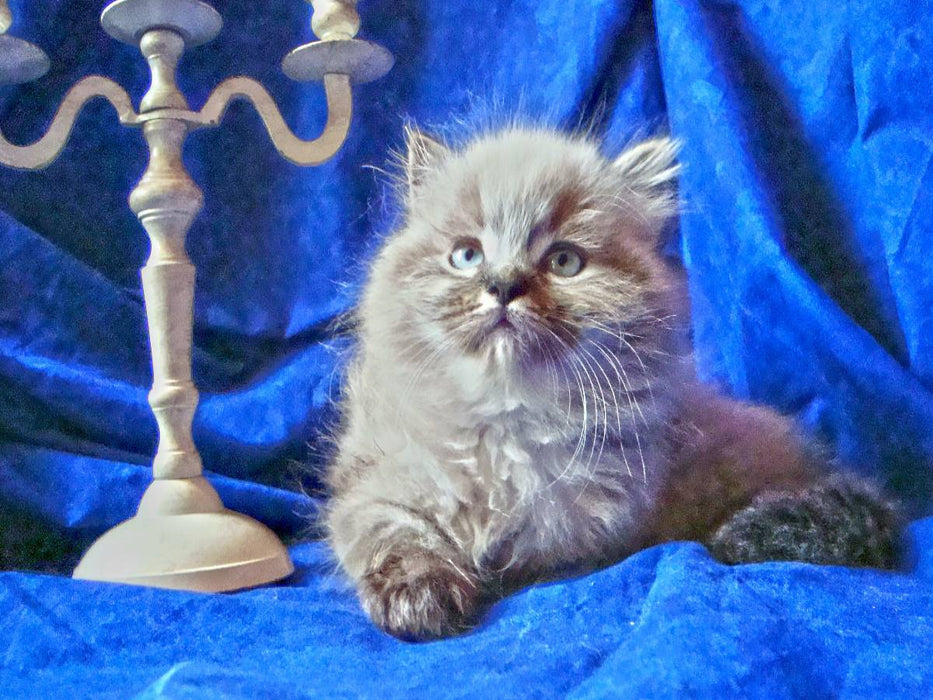 Pascha - CALVENDO Foto-Puzzle'