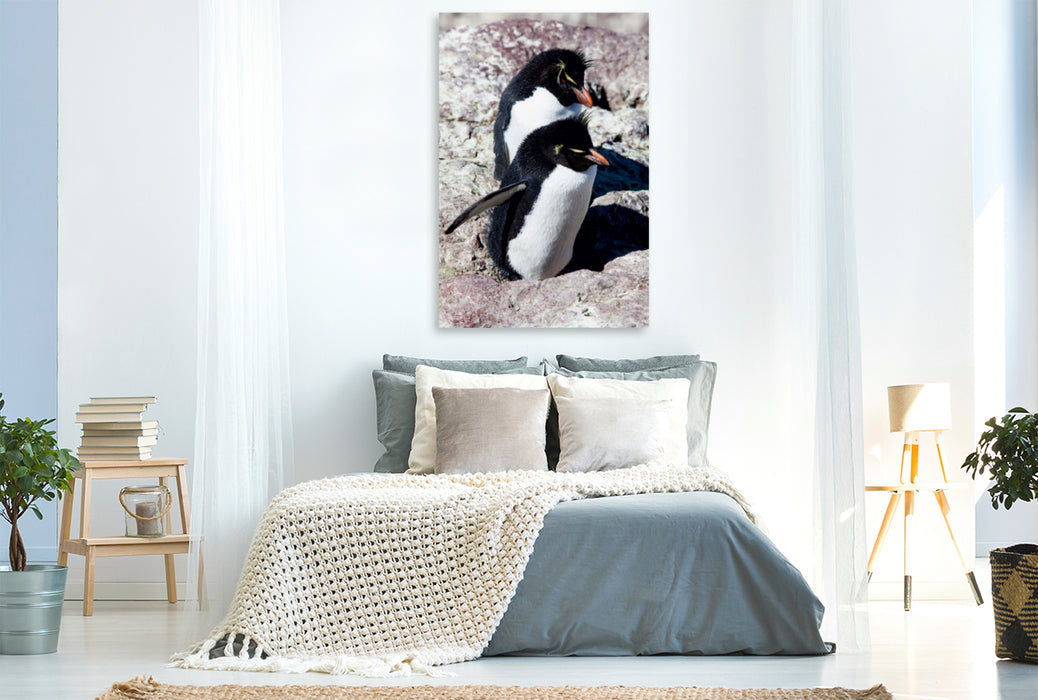 Premium Textil-Leinwand Premium Textil-Leinwand 80 cm x 120 cm  hoch Rockhopper Pinguine, Isla de los Pingüinos