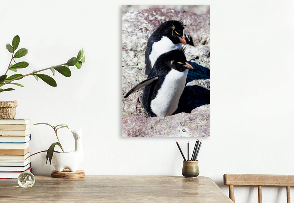 Premium Textil-Leinwand Premium Textil-Leinwand 80 cm x 120 cm  hoch Rockhopper Pinguine, Isla de los Pingüinos