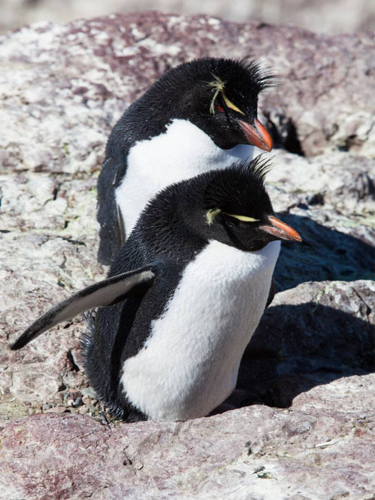Rockhopper Pinguine, Isla de los Pingüinos - CALVENDO Foto-Puzzle'