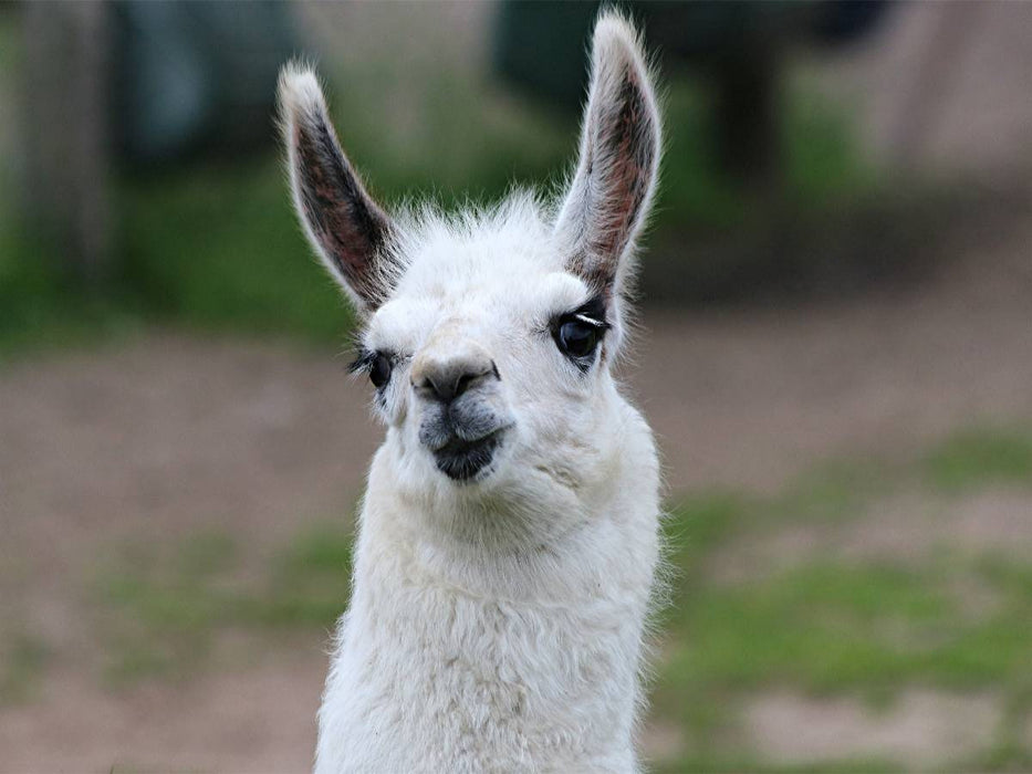 Lama Unschult - CALVENDO Foto-Puzzle'