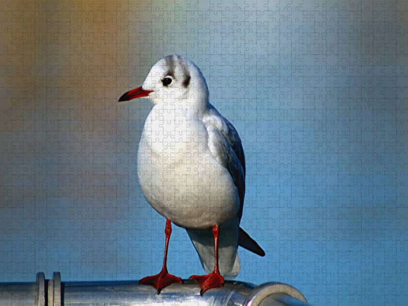 Möwen Pick - CALVENDO Foto-Puzzle'
