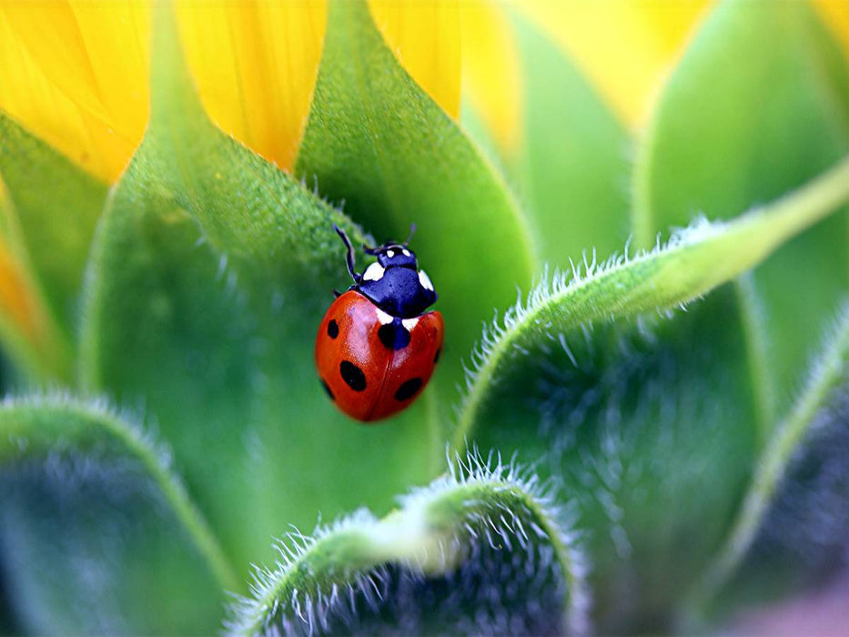 Coccinelle à sept points - Puzzle photo CALVENDO 