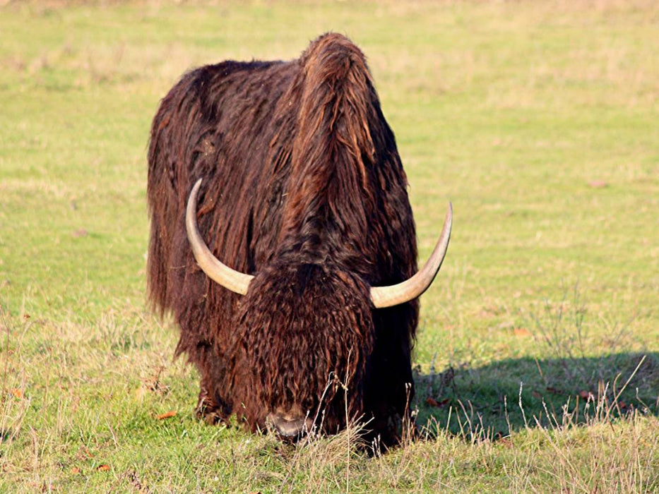 Taureau de yak - Puzzle photo CALVENDO 