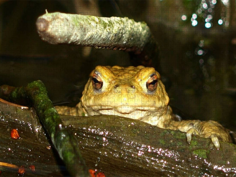 Erdkröte - CALVENDO Foto-Puzzle'