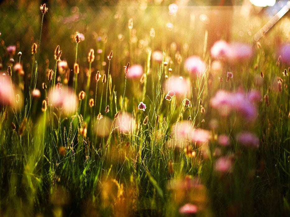 Abendsonne auf der Wiese - CALVENDO Foto-Puzzle'