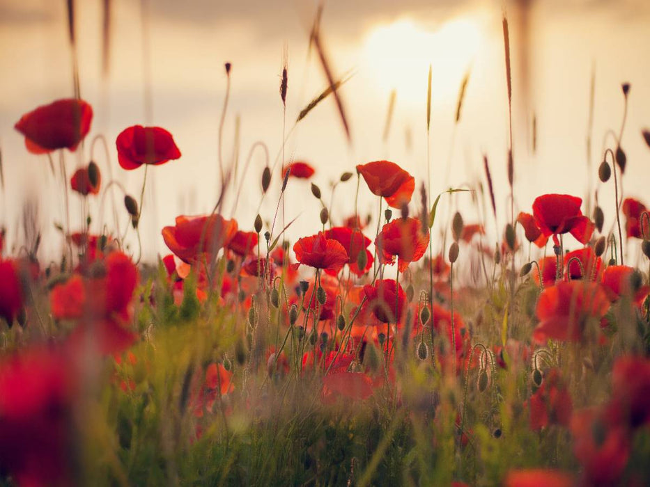 Mohnblumen im Abendlicht - CALVENDO Foto-Puzzle'