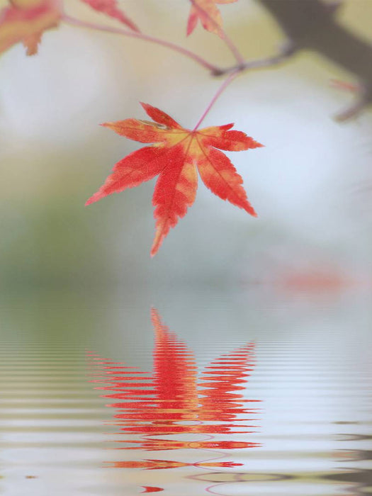 herbstliches Ahornblatt mit Spiegelung - CALVENDO Foto-Puzzle'
