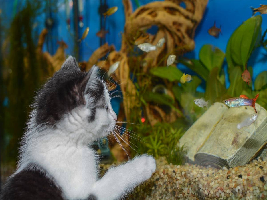 Katze Hope und die Fische - CALVENDO Foto-Puzzle'