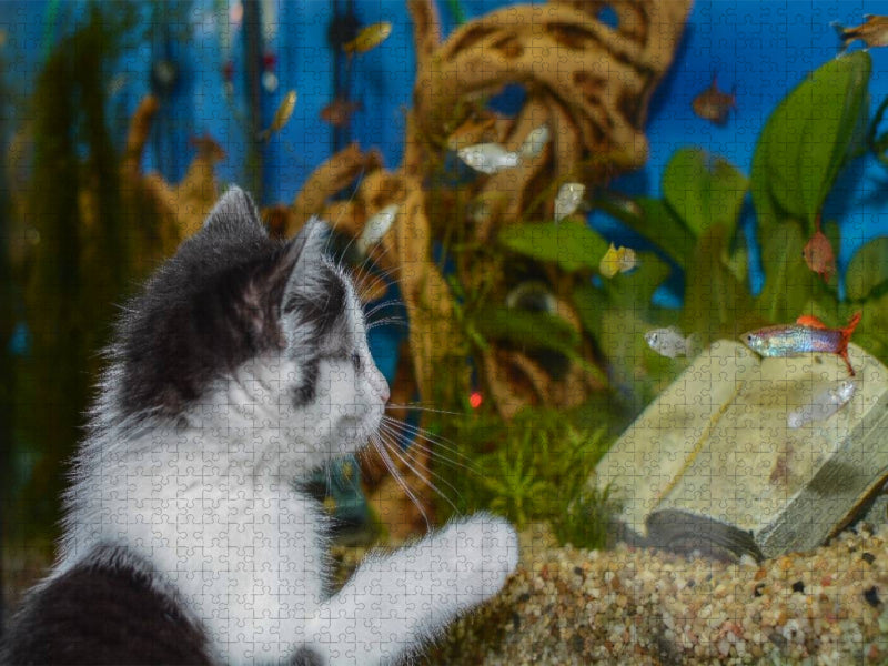 Katze Hope und die Fische - CALVENDO Foto-Puzzle'