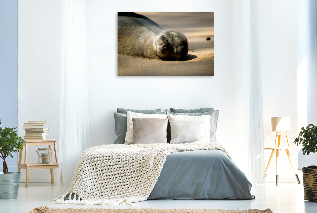 Premium Textil-Leinwand Premium Textil-Leinwand 120 cm x 80 cm quer Hawaiian Monk Seal