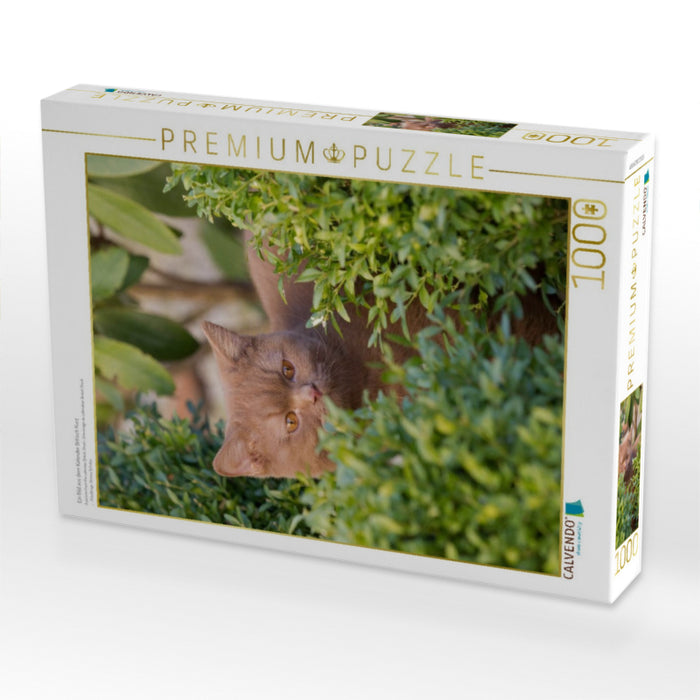 Ein Bild aus dem Kalender Britisch Kurz - CALVENDO Foto-Puzzle'