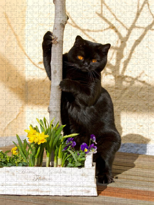 Ein Bild aus dem Kalender Britisch Kurz - CALVENDO Foto-Puzzle'