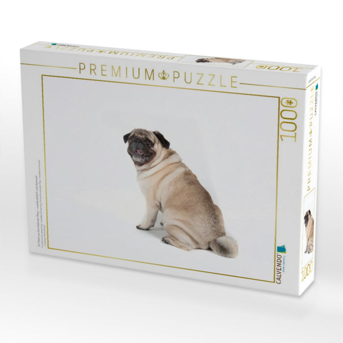 Ein Motiv aus dem Kalender Mops - unwiderstehlich und charmant - CALVENDO Foto-Puzzle'