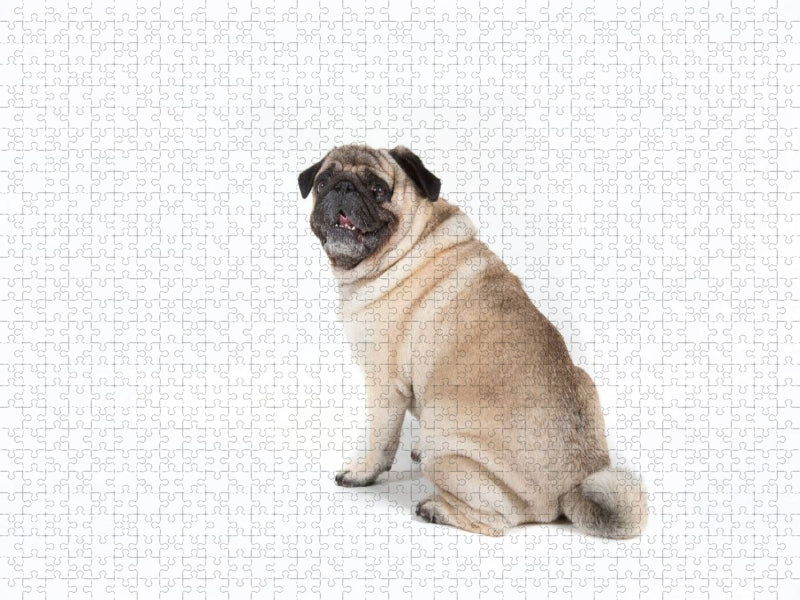 Ein Motiv aus dem Kalender Mops - unwiderstehlich und charmant - CALVENDO Foto-Puzzle'