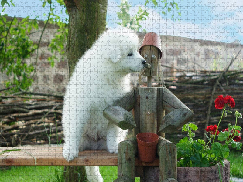 Ein Motiv aus dem Kalender Samojeden Welpen - CALVENDO Foto-Puzzle'
