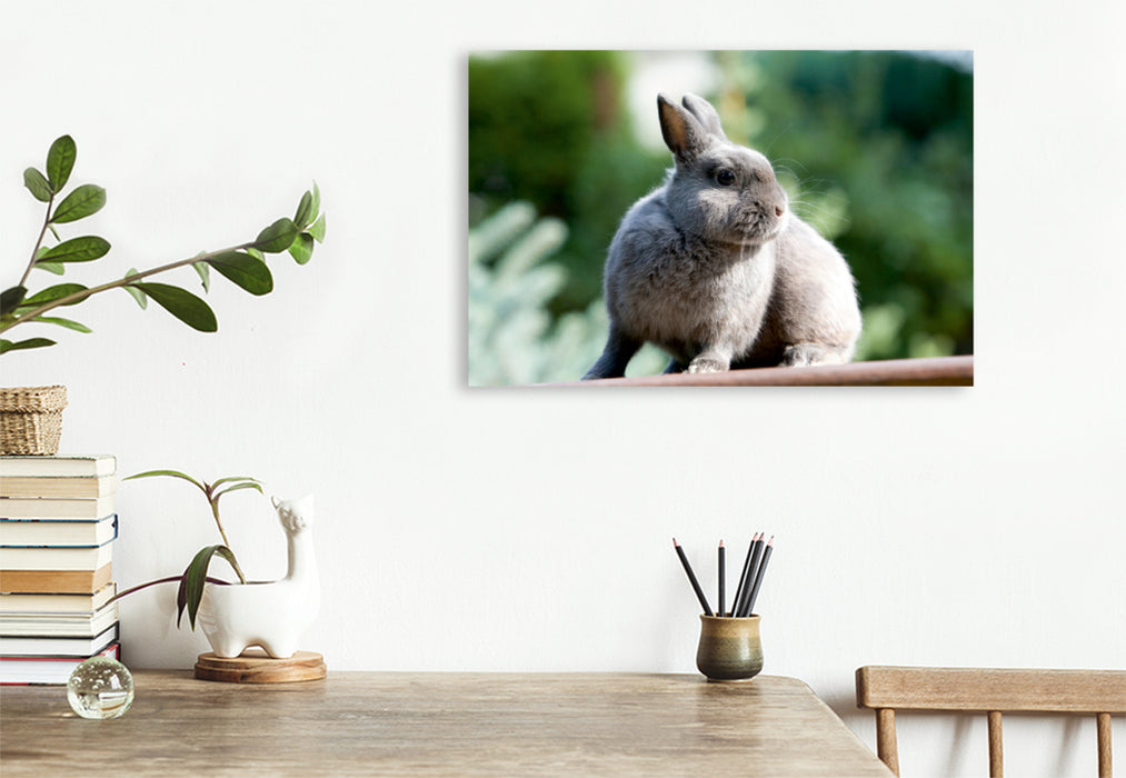 Premium Textil-Leinwand Premium Textil-Leinwand 75 cm x 50 cm quer Ein Motiv aus dem Kalender Kaninchen - knuddelige Hausgenossen