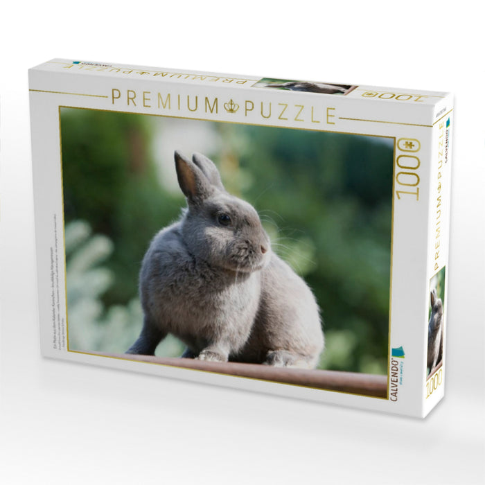 Ein Motiv aus dem Kalender Kaninchen - knuddelige Hausgenossen - CALVENDO Foto-Puzzle'