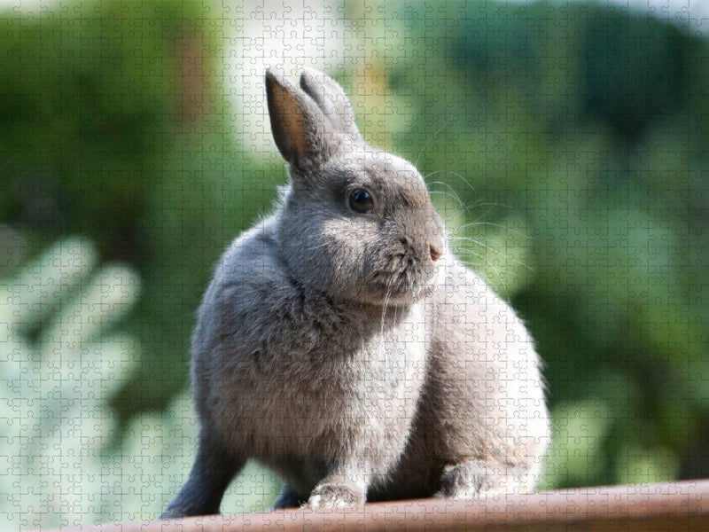 Ein Motiv aus dem Kalender Kaninchen - knuddelige Hausgenossen - CALVENDO Foto-Puzzle'
