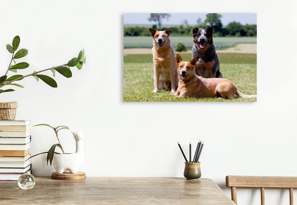 Premium Textil-Leinwand Premium Textil-Leinwand 120 cm x 80 cm quer Ein Motiv aus dem Kalender Faszinierende Australian Cattle Dogs