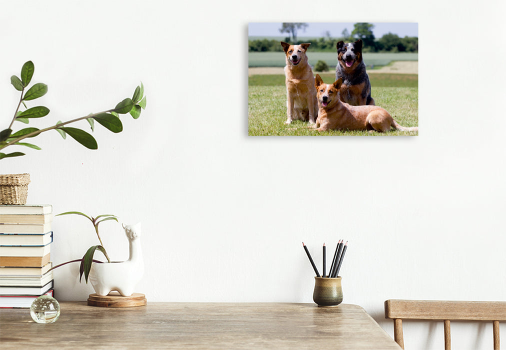 Premium Textil-Leinwand Premium Textil-Leinwand 120 cm x 80 cm quer Ein Motiv aus dem Kalender Faszinierende Australian Cattle Dogs