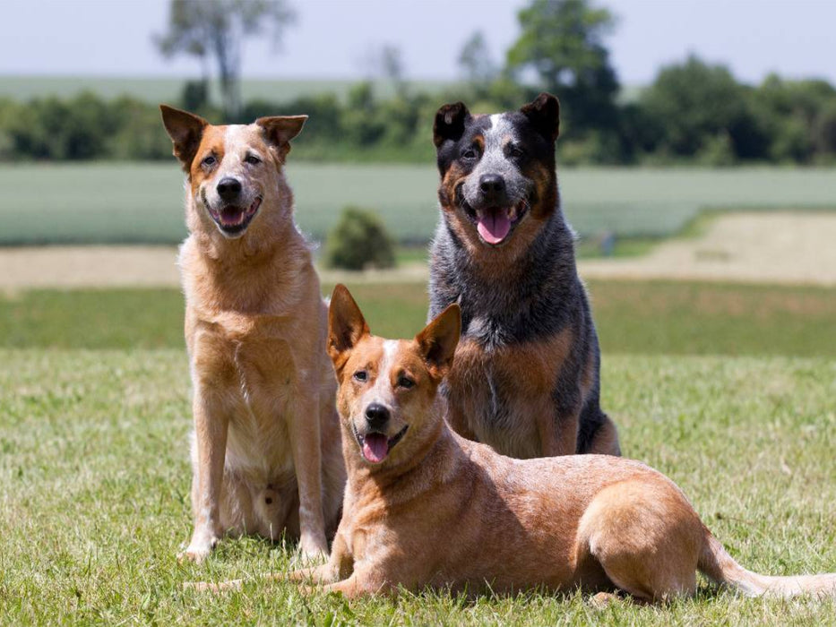 Ein Motiv aus dem Kalender Faszinierende Australian Cattle Dogs - CALVENDO Foto-Puzzle'