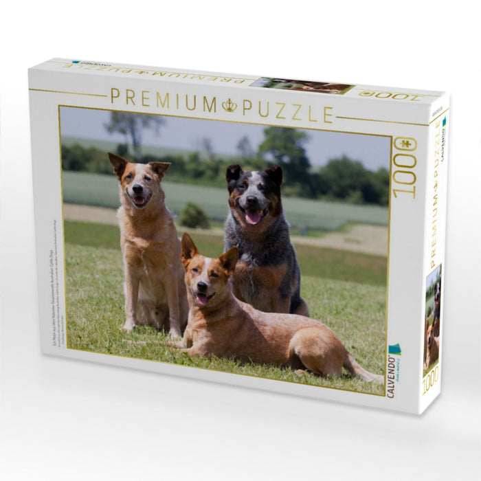 Ein Motiv aus dem Kalender Faszinierende Australian Cattle Dogs - CALVENDO Foto-Puzzle'
