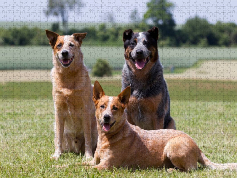 Ein Motiv aus dem Kalender Faszinierende Australian Cattle Dogs - CALVENDO Foto-Puzzle'