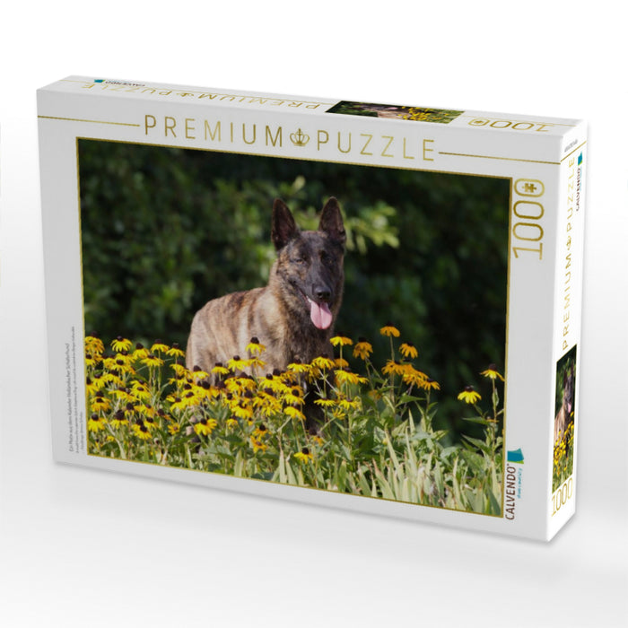 Ein Motiv aus dem Kalender Holländischer Schäferhund - CALVENDO Foto-Puzzle'
