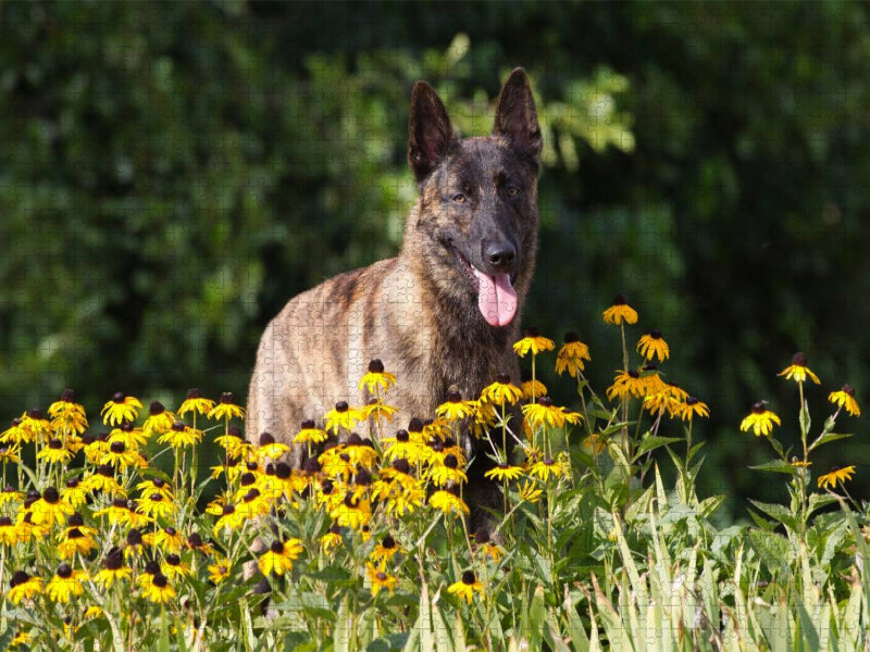 Ein Motiv aus dem Kalender Holländischer Schäferhund - CALVENDO Foto-Puzzle'