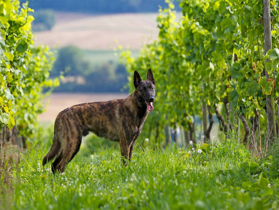 Ein Motiv aus dem Kalender Holländischer Schäferhund - CALVENDO Foto-Puzzle'