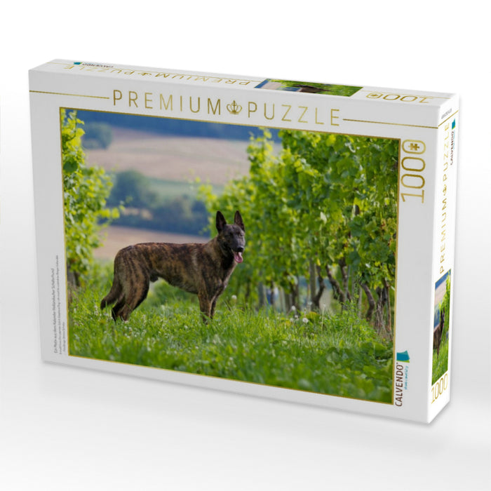 Ein Motiv aus dem Kalender Holländischer Schäferhund - CALVENDO Foto-Puzzle'