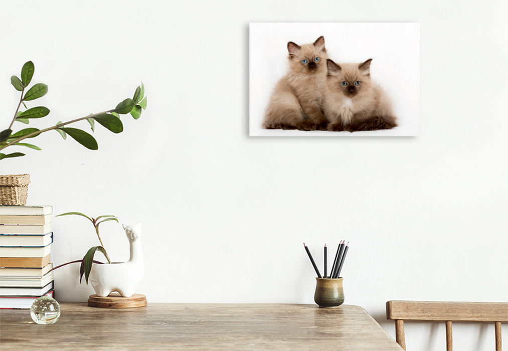 Premium Textil-Leinwand Premium Textil-Leinwand 120 cm x 80 cm quer Ein Bild aus dem Kalender Erstaunlich Ragdoll Kätzchen