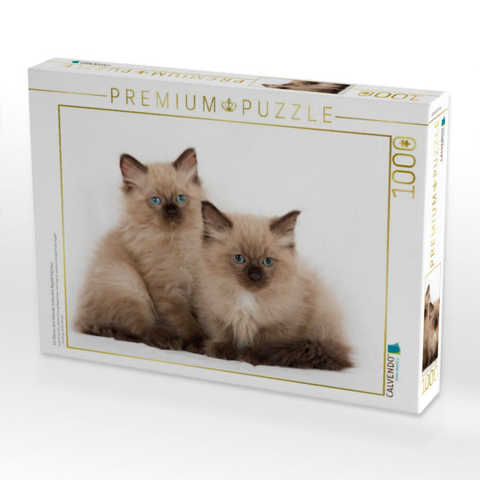 Ein Bild aus dem Kalender Erstaunlich Ragdoll Kätzchen - CALVENDO Foto-Puzzle'