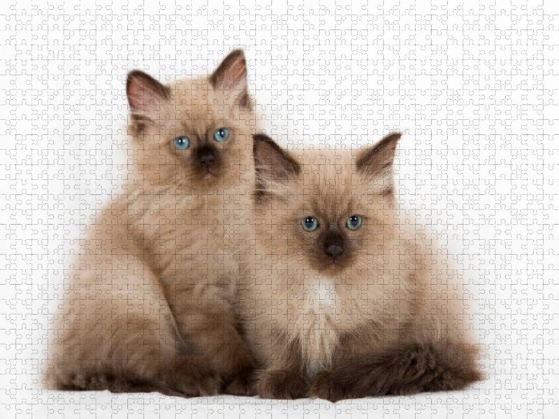 Ein Bild aus dem Kalender Erstaunlich Ragdoll Kätzchen - CALVENDO Foto-Puzzle'