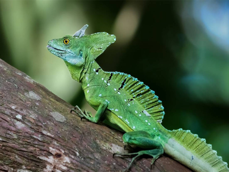 Stirnlappenbasilisk (Basiliscus plumifrons) - CALVENDO Foto-Puzzle'
