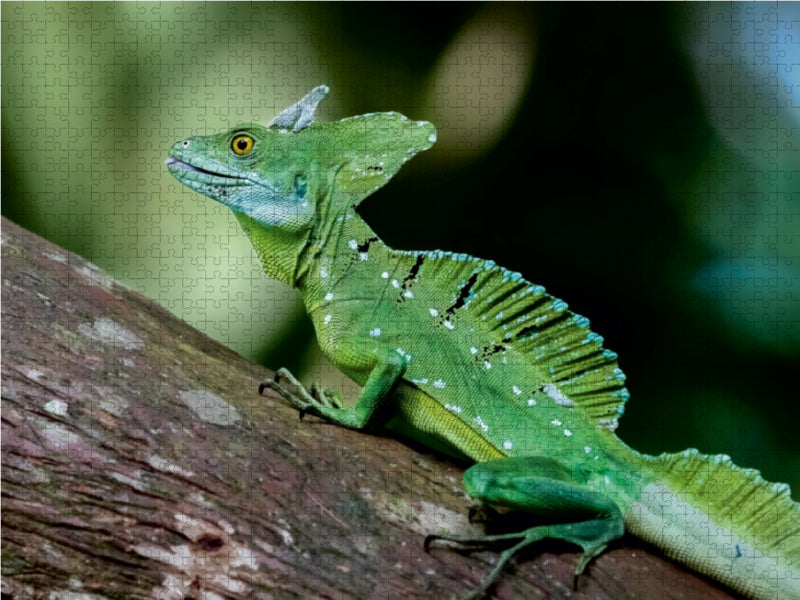 Stirnlappenbasilisk (Basiliscus plumifrons) 1000 Teile Puzzle quer - CALVENDO Foto-Puzzle'